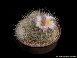 Thelocactus conothelos 71